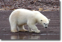 polar bear Greenland
