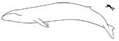 blue whale size My first Blue whale !!!