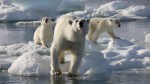 frozen planet 150x84 Australis supports filming of Frozen Planet